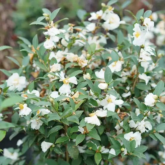 Mr. Smooth® Seedless Elaeagnus (ELAEAGNUS MR. SMOOTH® SEEDLESS) - QT