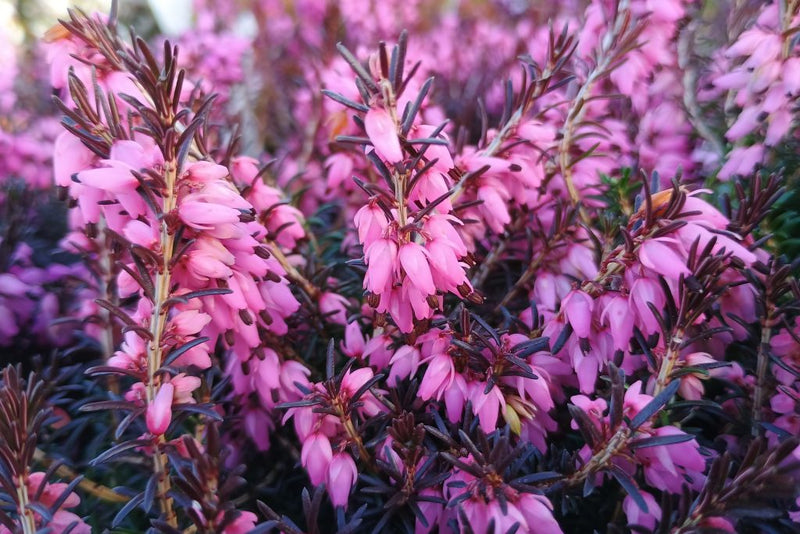 Springwood Pink Heath (ERICA CARNEA SPRINGWOOD PINK) - 1 gallon