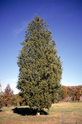 Eastern Red Cedar (Juniperus virginiana) - 1 gallon 18"