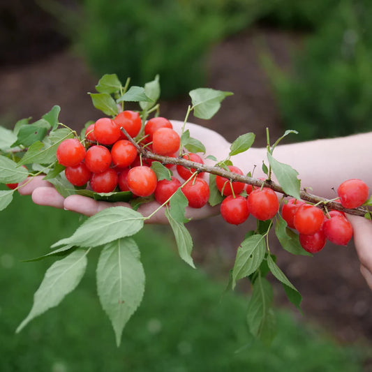 EASY AS PIE® Bush Cherry (Prunus 'Fruit Easy As Pie') - QT