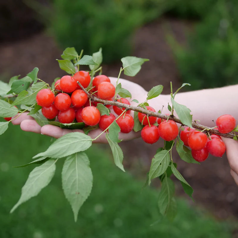 EASY AS PIE® Bush Cherry (Prunus 'Fruit Easy As Pie') - QT