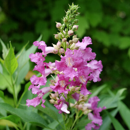 El Niño® Desert Orchid (Chitalpa El Niño®) - QT