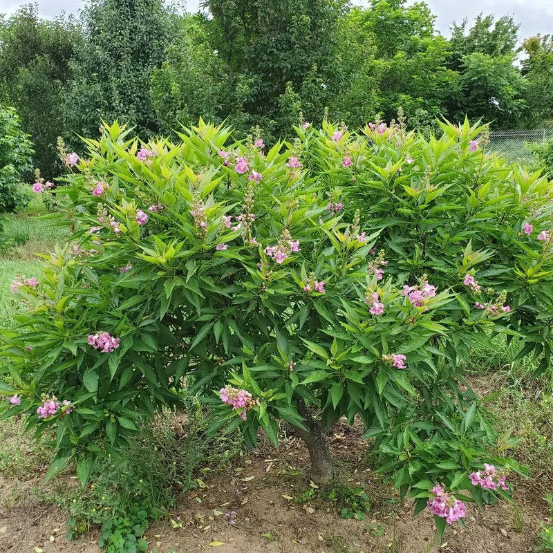 El Niño® Desert Orchid (Chitalpa El Niño®) - QT