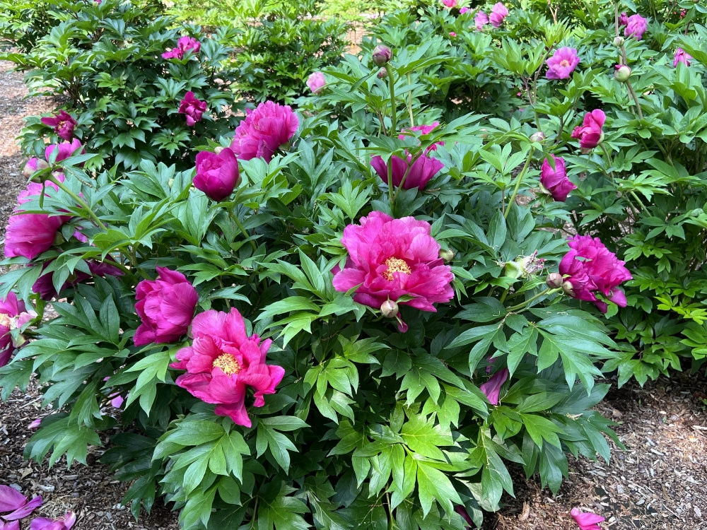 Evie Jane ITOH Peony (Paeonia 'Smithopus7') - 2 gallon