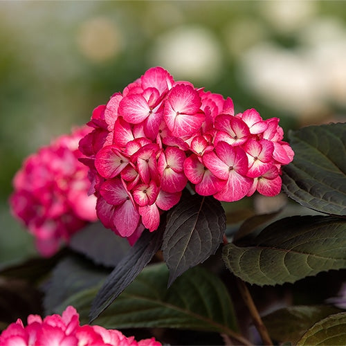Eclipse® Bigleaf Hydrangea (Hydrangea macrophylla 'Eclipse') - 3 gallon