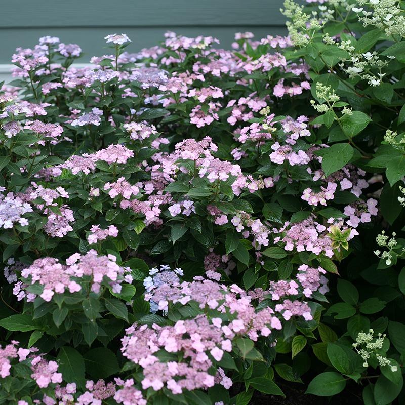 Tiny Tuff Stuff™ Mountain Hydrangea (Hydrangea 'S Tiny Tuff Stuff') - 3 gallon