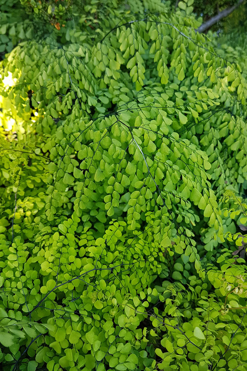 Himalayan Maidenhair Fern (Adiantum 'Himalayan Maidenhair') - 1 gallon