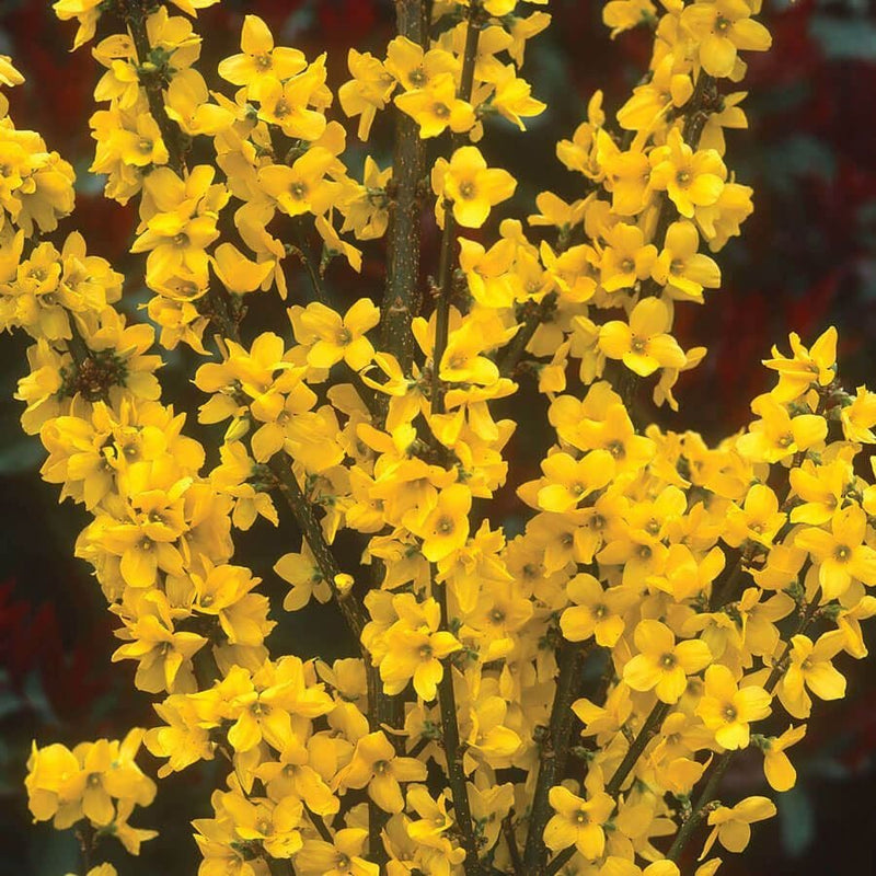 Gold Tide Forsythia (FORSYTHIA X GOLD TIDE) - 2 gallon