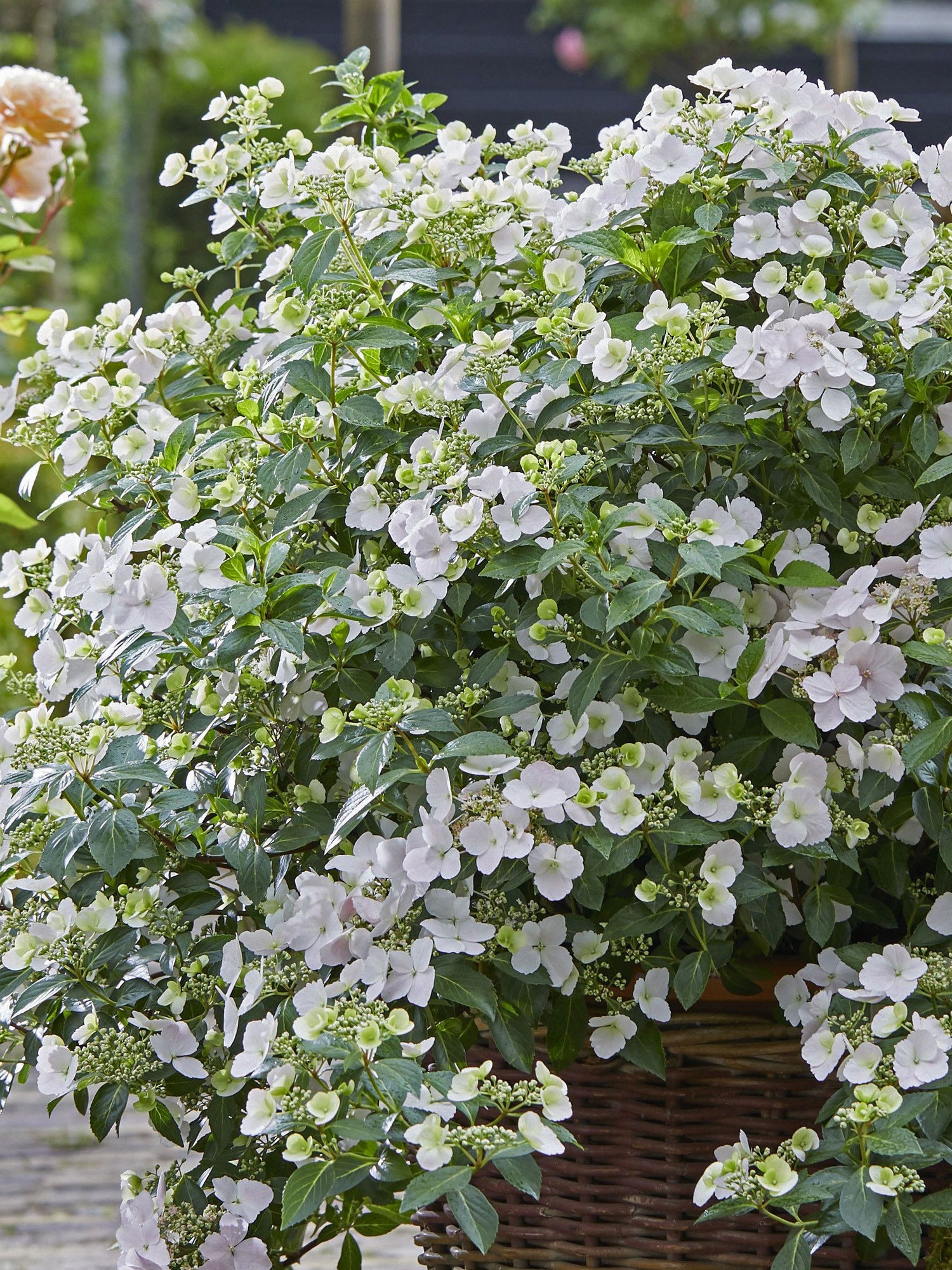 Fairytrail Bride® Hydrangea (HYDRANGEA X. FAIRYTRAIL BRIDE) - QT