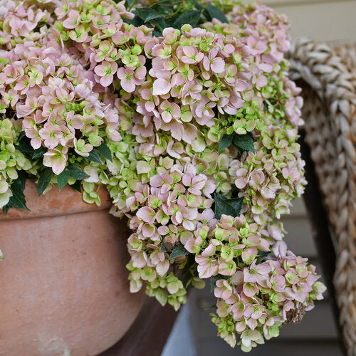 Fairytrail Fresco® Hydrangea (HYDRANGEA X. FAIRYTRAIL FRESCO) - QT