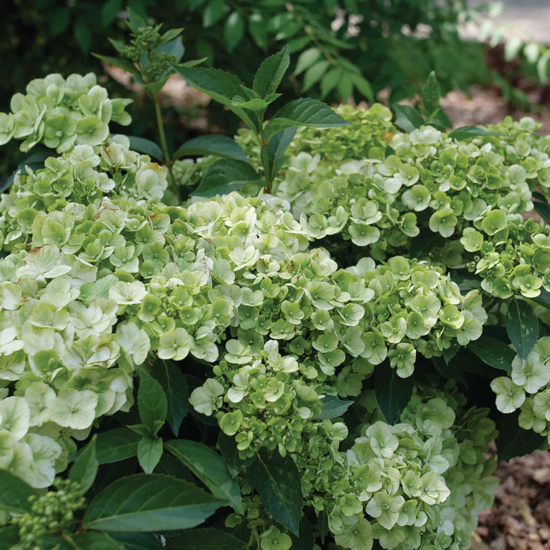 Fairytrail® Green Hydrangea (HYDRANGEA X. FAIRYTRAIL® GREEN) - QT