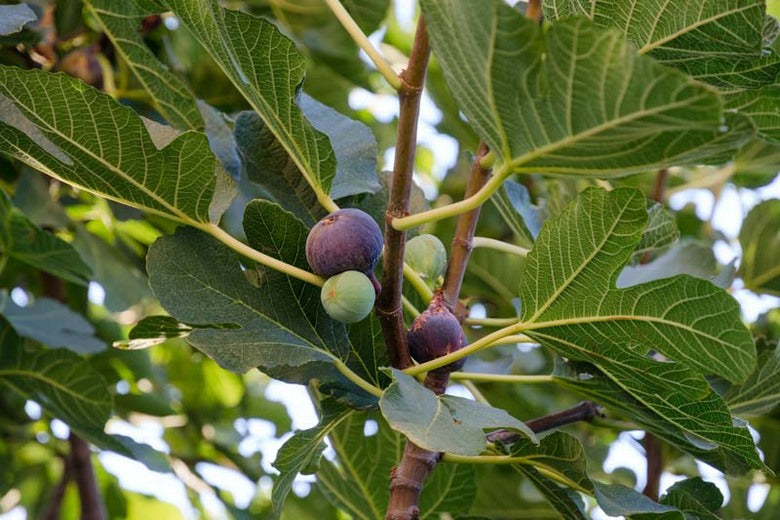 Chicago Hardy Fig Tree (Ficus carica 'Chicago Hardy') - 3 gallon 12"