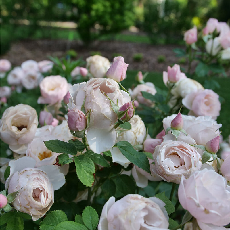 Flavorette Pear'd® Rose (ROSE FLAVORETTE PEARD) - QT