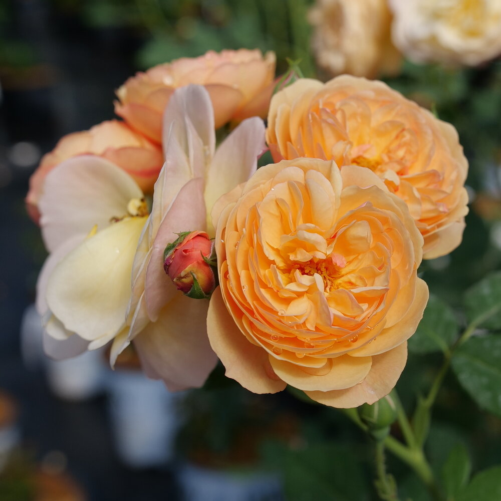 Flavorette® Honey-Apricot Rose (ROSE FLAVORETTE® HONEY-APRICOT) - QT