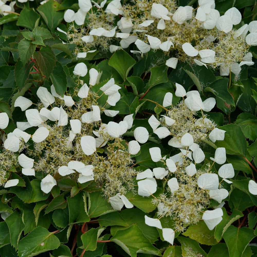 Flirty Girl® Climbing Hydrangea (SCHIZOPHRAGMA FLIRTY GIRL) - QT