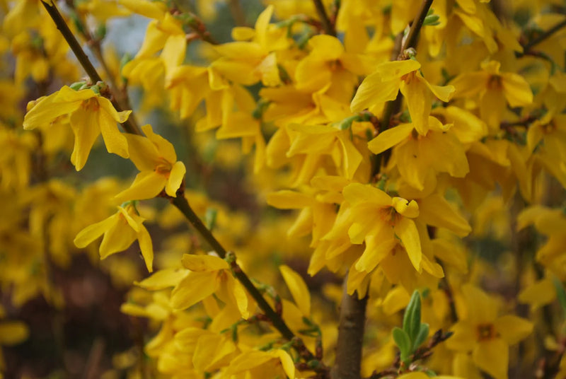 Lynwood Gold Forsythia (Forsythia x 'Lynwood Gold') - 3 gallon 24"