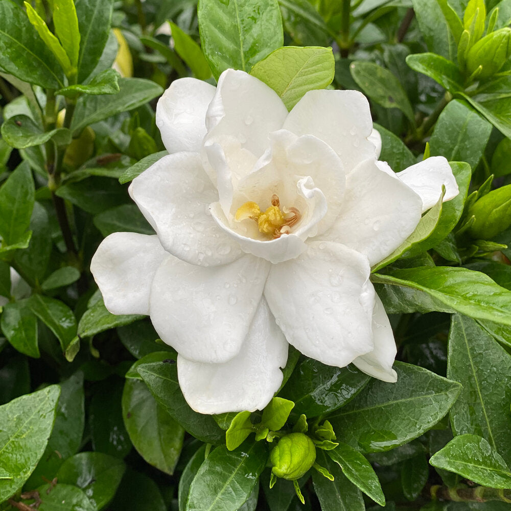 Pillow Talk® Gardenia (GARDENIA PILLOW TALK) - QT