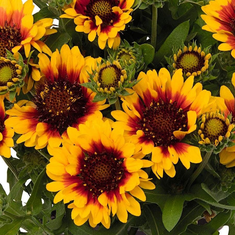 SpinTop™ Red Starburst Blanket Flower (Gaillardia aristata Spintop 'Red Starburst') - QT