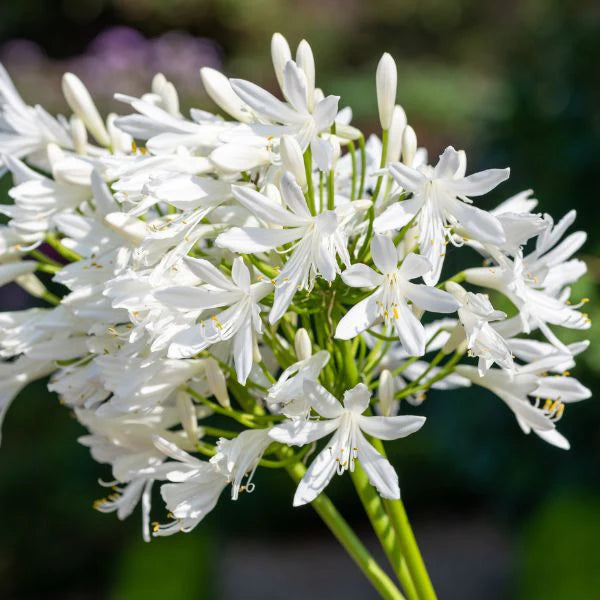 Getty White Lily of the Nile (Agapanthus africanus 'Getty White') - QT