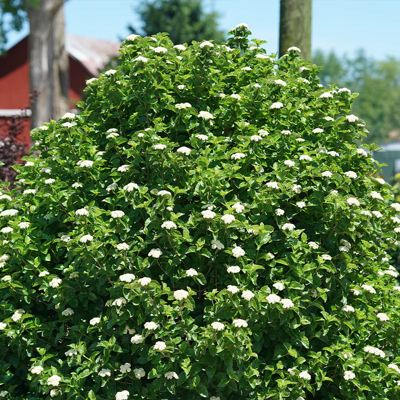 Glitters & Glows® Arrowwood Viburnum (Viburnum dentatum 'Glitters and Glows') - QT