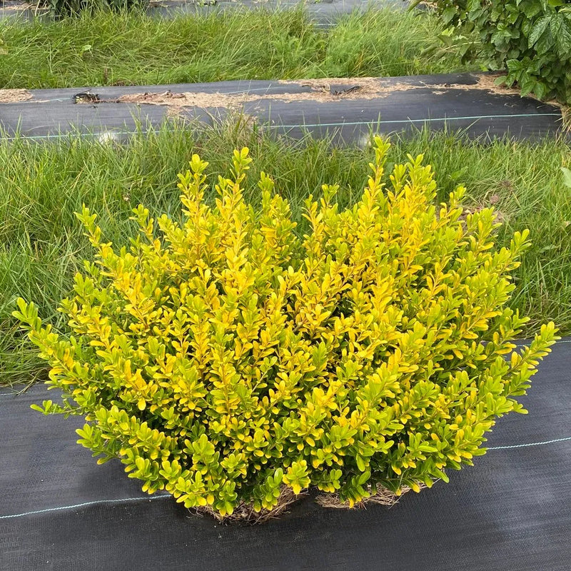 Glow Pop Japanese Holly (ILEX CRENATA GLOW POP) - QT