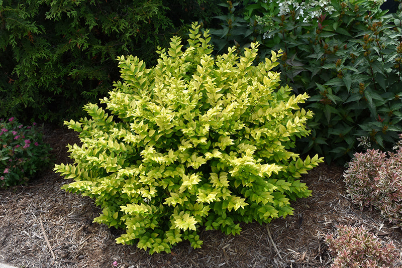 Golden Ticket® Privet (LIGUSTRUM X GOLDEN TICKET) - QT