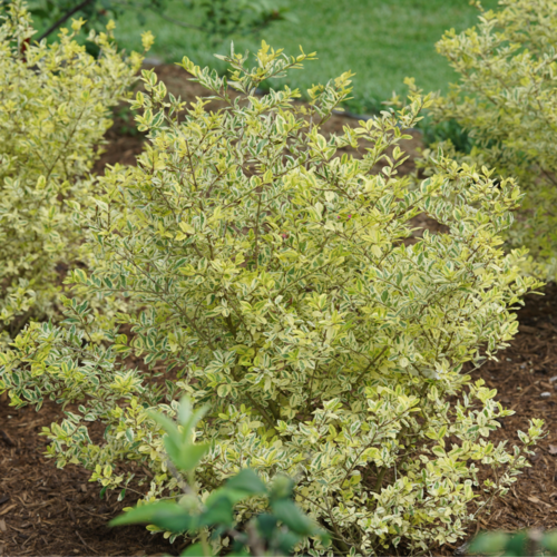 Good Vibrations® Privet (LIGUSTRUM GOOD VIBRATIONS) - QT