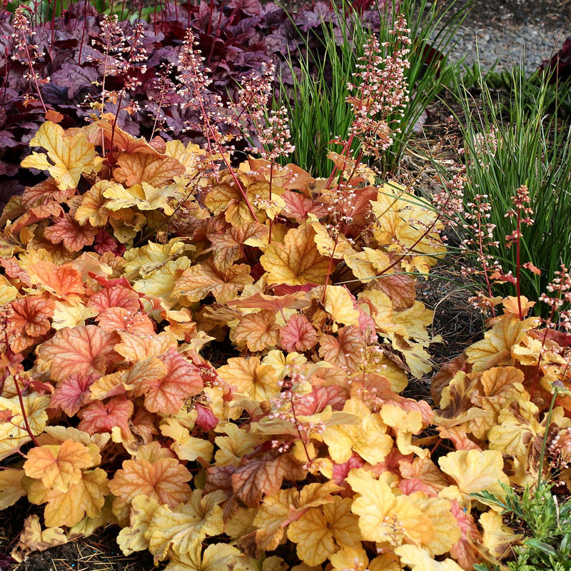 Champagne Bubbles Coral Bells (Heuchera champagne) - 1 gallon