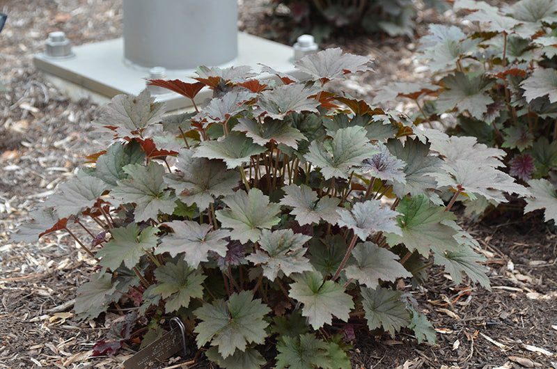 Bronze Wave Coral Bells (Heuchera villosa 'Bronze Wave') - 1 gallon