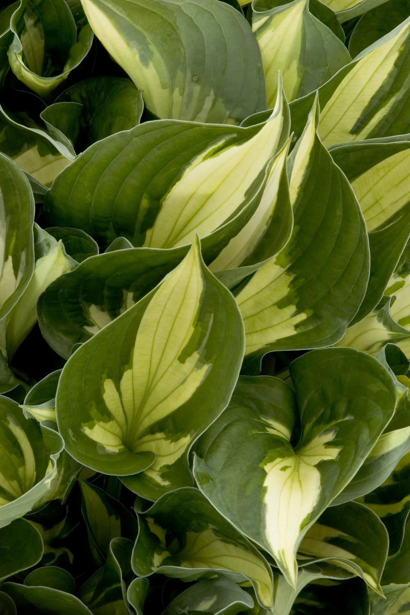Whirlwind Plantain Lily (HOSTA WHIRLWIND) - 1 gallon