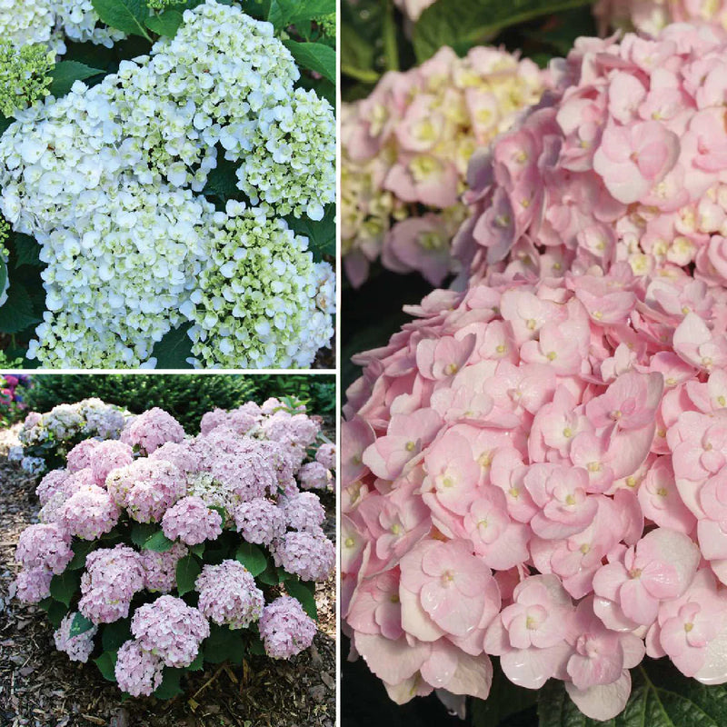 Wee Bit Innocent® Hydrangea (HYDRANGEA M. WEE BIT INNOCENT) - QT