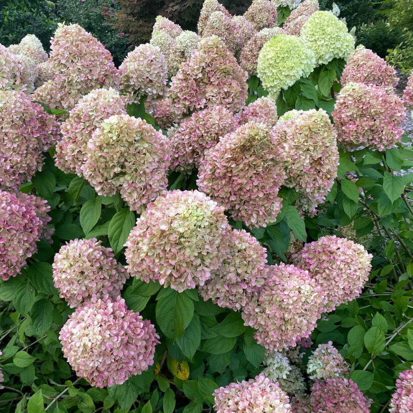 Powerball® Hydrangea (HYDRANGEA P POWERBALL) - QT
