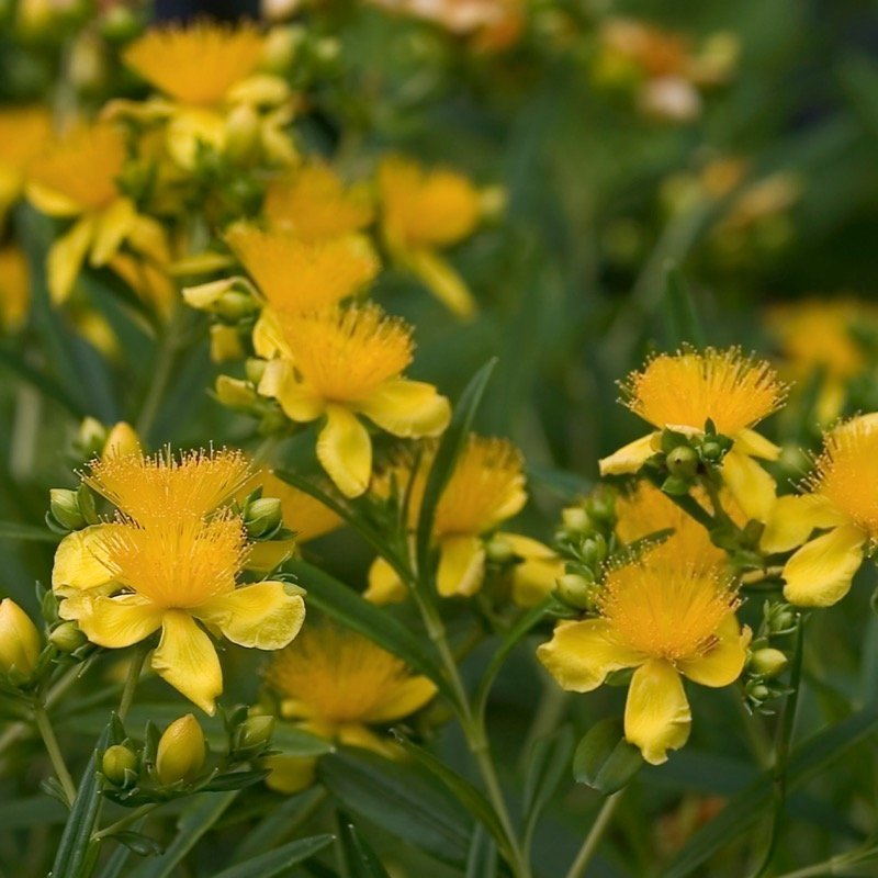 Sunny Boulevard® St. Johns Wort (HYPERICUM SUNNY BOULEVARD) - QT