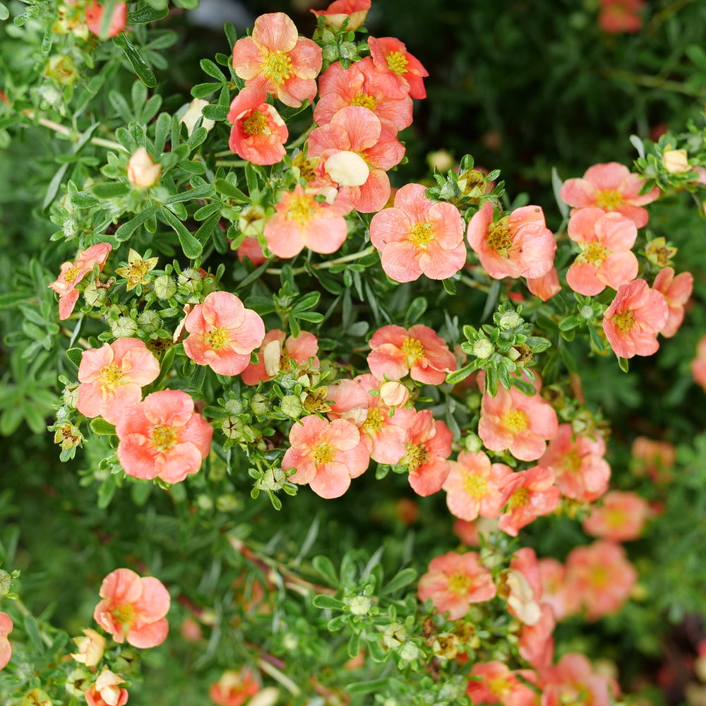 Happy Face® Orange Potentilla (Potentilla fruticosa 'Happy Face Orange') - QT