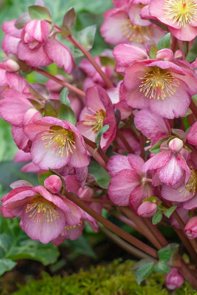 Frostkiss® Elemental Lenten Rose (Helleborus 'Frostkiss Elemental') - 1 gallon
