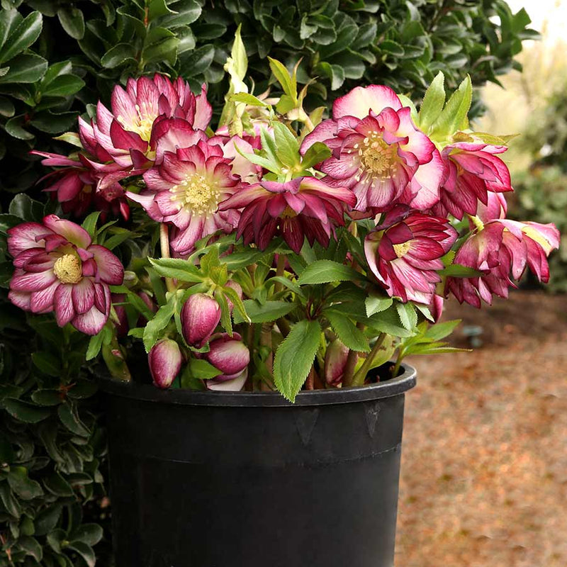 North Star Ruby Heart Lenten Rose (Helleborus north 'Star Ruby Heart') - 1 gallon