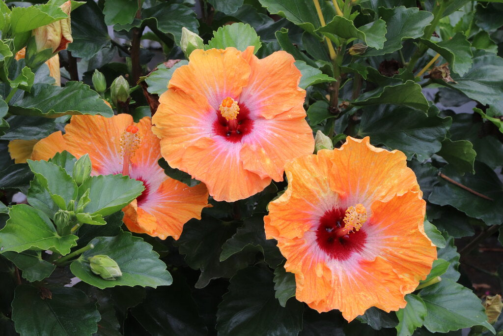 Hollywood Hibiscus™ Heartthrob™ (Hibiscus rosa-sinensis Heartthrob™) - 2 gallon