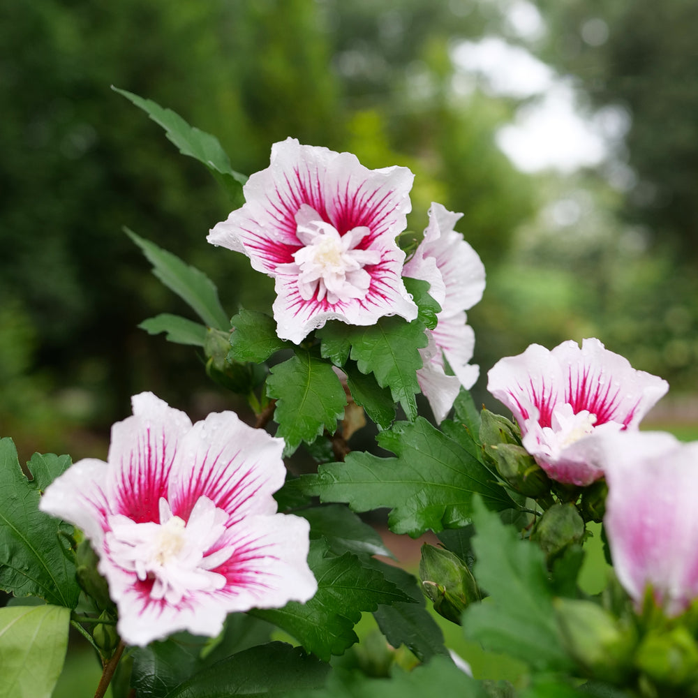 Starblast CHIFFON® Rose of Sharon (Hibiscus syriacus Starblast Chiffon®) - QT