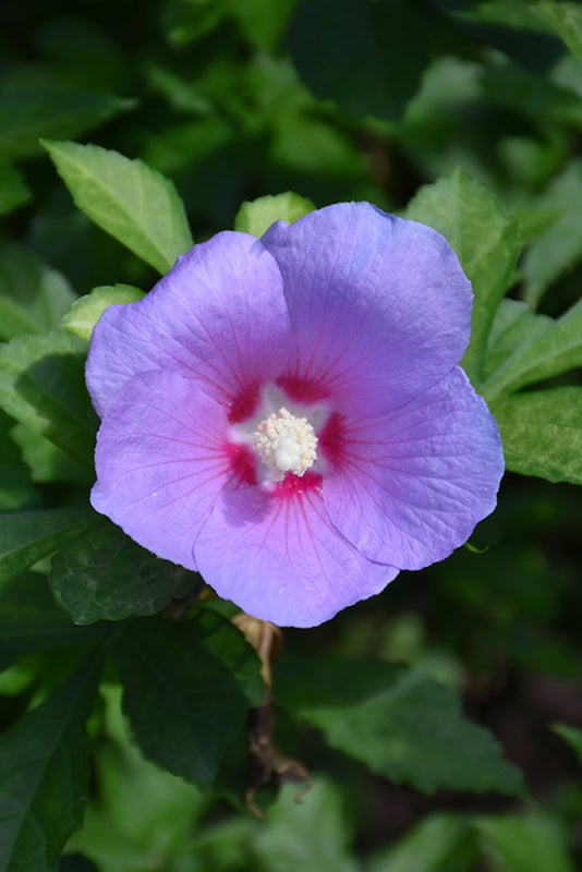 Paraplu Adorned® Rose of Sharon (Hibiscus syriacus 'Minpapan1') - 3 gallon 18"