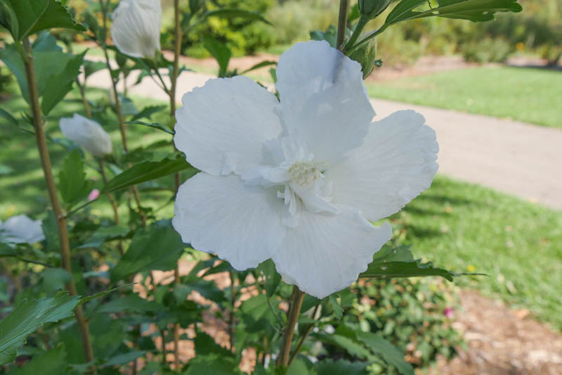 White Pillar Rose of Sharon (Hibiscus syriacus 'White Pillar') - QT