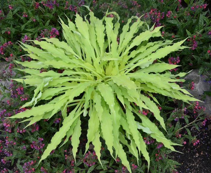 ‘Wiggles & Squiggles’ Hosta (Hosta '‘Wiggles & Squiggles') - 1 gallon