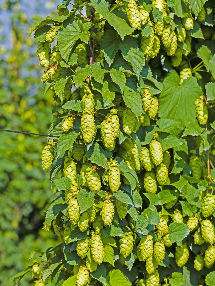 Cascade Common Hops (Humulus lupulus 'Cascade') - 1 gallon