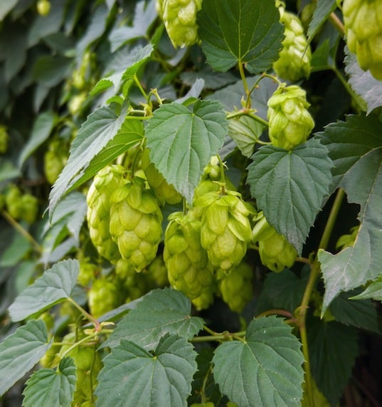 Chinook Common Hops (Humulus lupulus 'Chinook') - 1 gallon