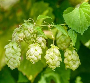 Comet Hops Vine (Humulus lupulus 'Comet') - 1 gallon