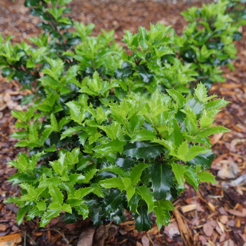 Castle Keep Blue Holly (ILEX X MES. CASTLE KEEP) - QT