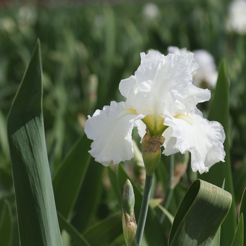 Renown Reblooming Bearded Iris (Iris germanica 'Renown') - 1 gallon