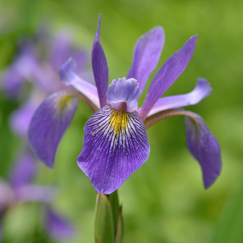 Purple Flame Iris (Iris versicolor 'Purple Flame') - 1 gallon