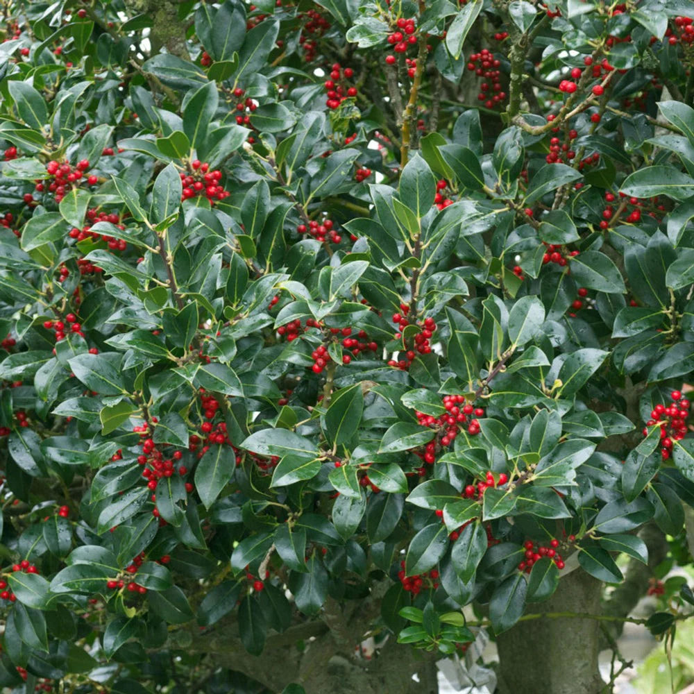 Needlepoint Holly (Ilex cornuta 'Needlepoint') - 1 gallon