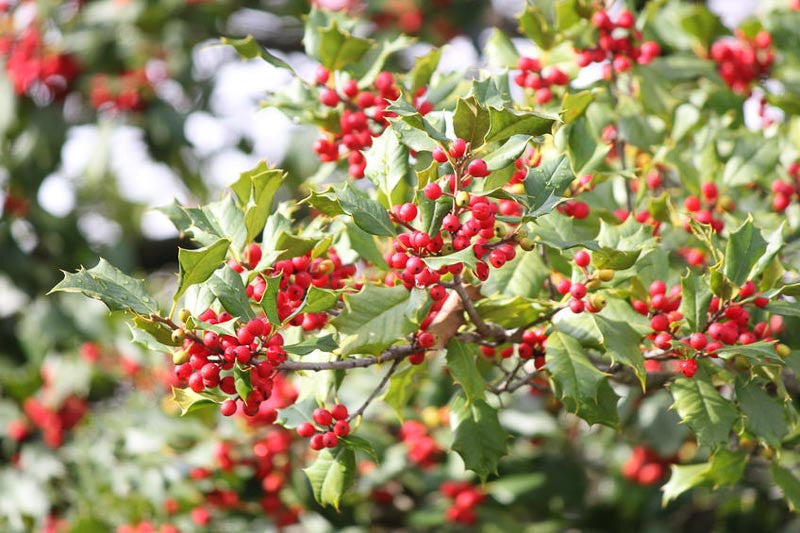 American Holly Tree (Ilex opaca) - 2 gallon