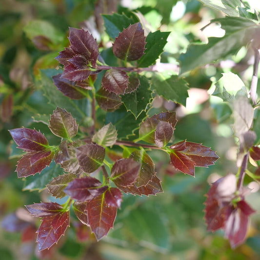 Castle Rouge® Blue Holly (Ilex x meserveae 'Castle Rouge') - QT